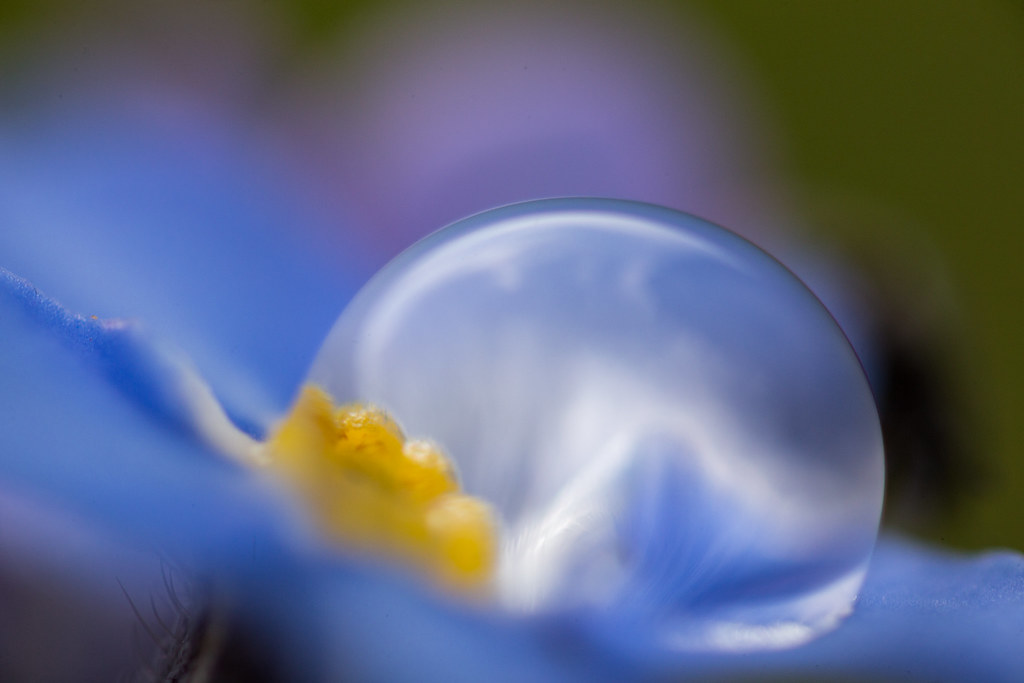 Petite Fleur Bleue Et Goutte Deau Anne Le Loirec Flickr
