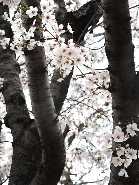 Cherry blossom 櫻花