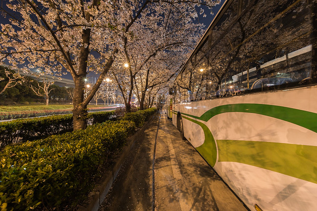 Bus Station under the Cherry Blossom Shanghai China
