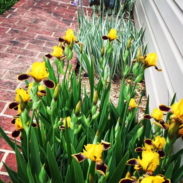 Side yard blooms.....