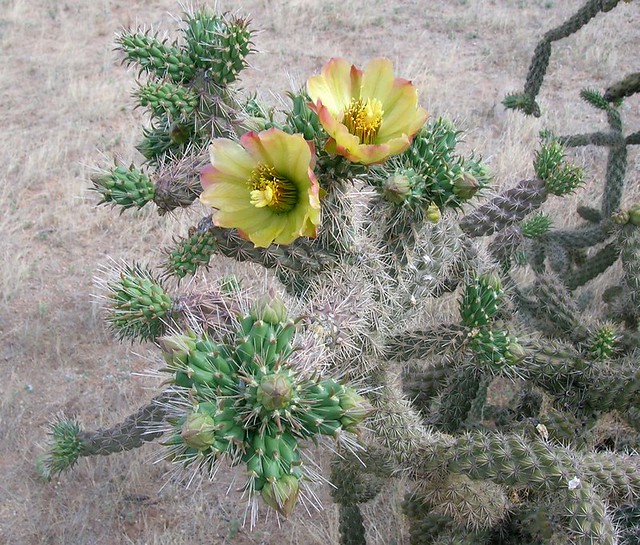 Buds and blossoms of locally common wild Cholla Cactus.