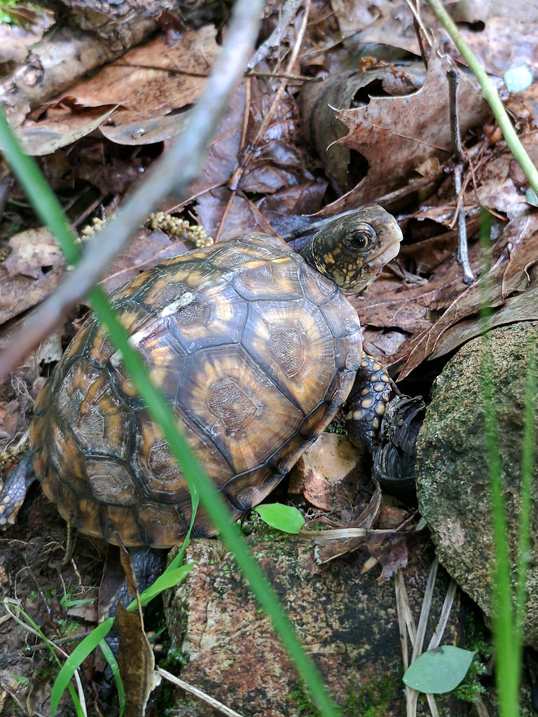 Ebk Turtle Ran Eastern Box Turtle | An Eastern Box Turtle who had a run-in … | Flickr