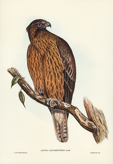 Aquila Morphnoides (Little Australian Eagle) Illustrated by Elizabeth Gould (1804–1841) for John Gould’s (1804-1881) Birds of Australia (1972 Edition, 8 volumes). One of the most celebrated publications on Ornithology worldwide, Birds of Australia introdu