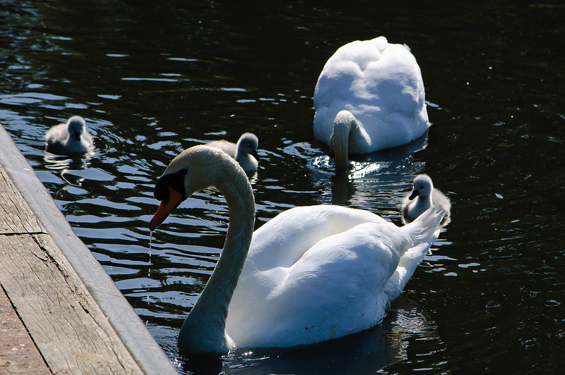 Swan family, West Park