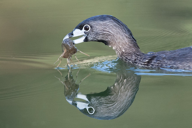 Reflection - Pied-billed Grebe with crawfish 5D4_8342-1