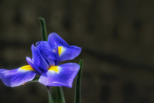 Iris | by Zrno2009