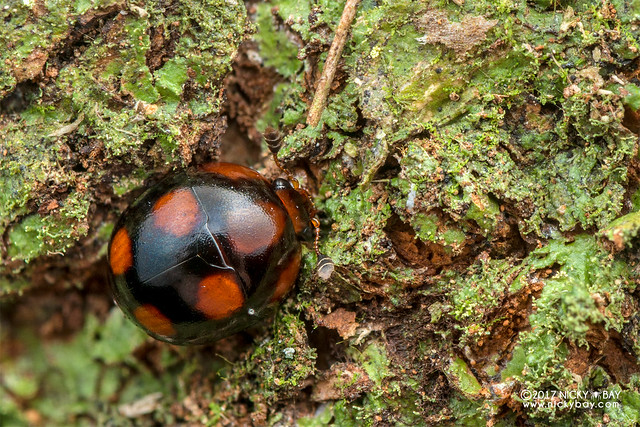 Sap beetle (Cyllodes sp.) - DSC_3079