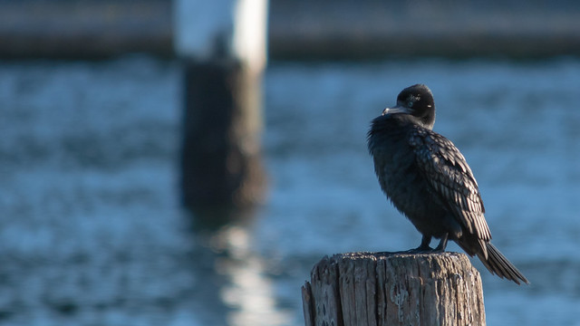 Little Black Cormorant perched on wooden pier