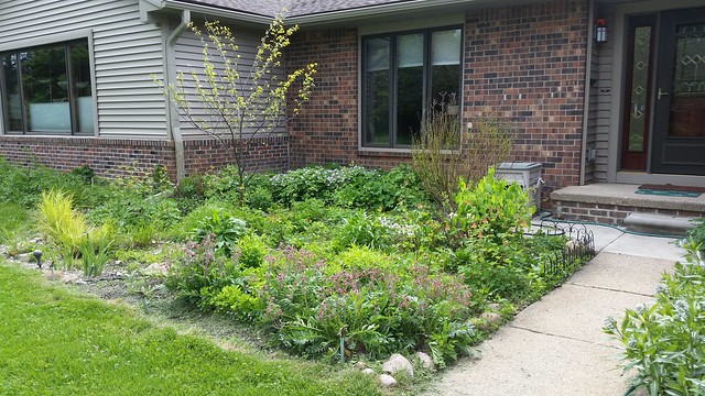 Front garden May 2018