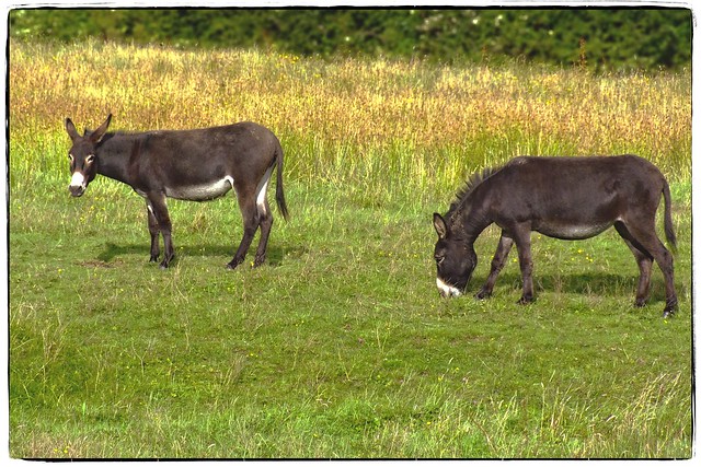 DSCF9684 Donkeys on the meadow