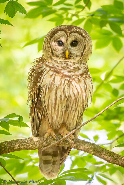 Magical Barred Owl Experience