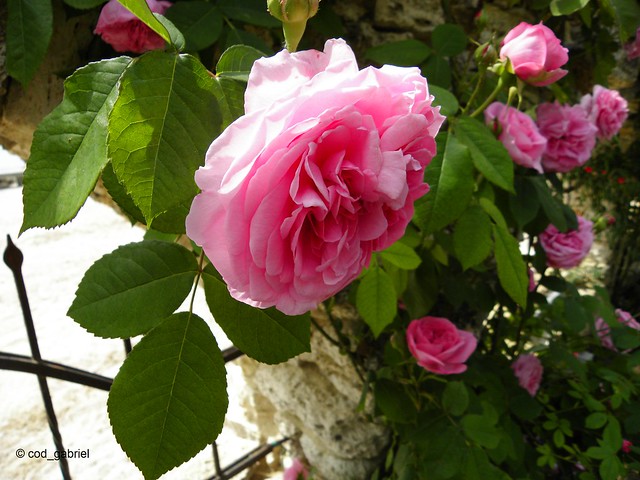 Roses in Balchik botanical garden, Bulgaria
