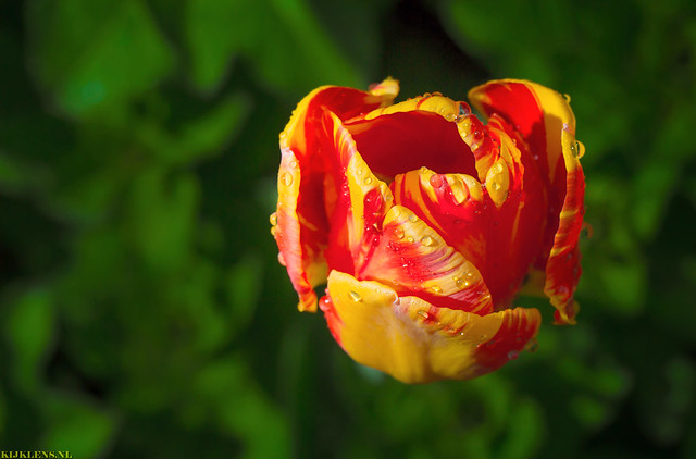 Rain Tulip