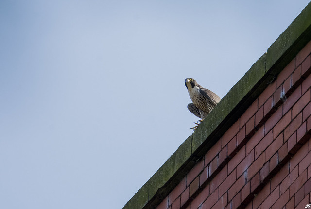 Peregrine Falcon, Derbyshire.