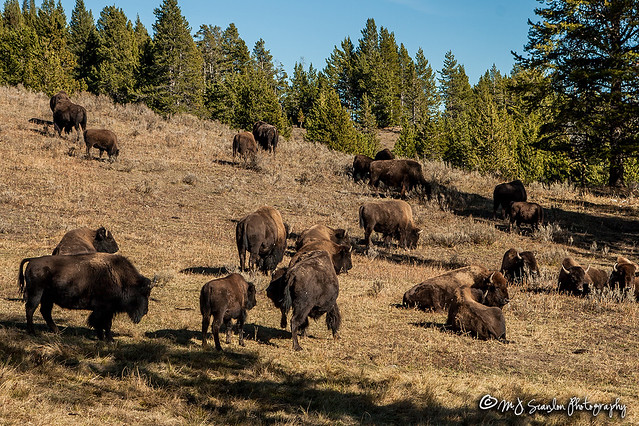 Bison, Buffalo & Tatanka | Yellowstone National Park | Wyoming