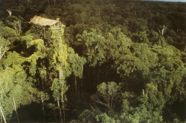 Tree house / Korowai tribe