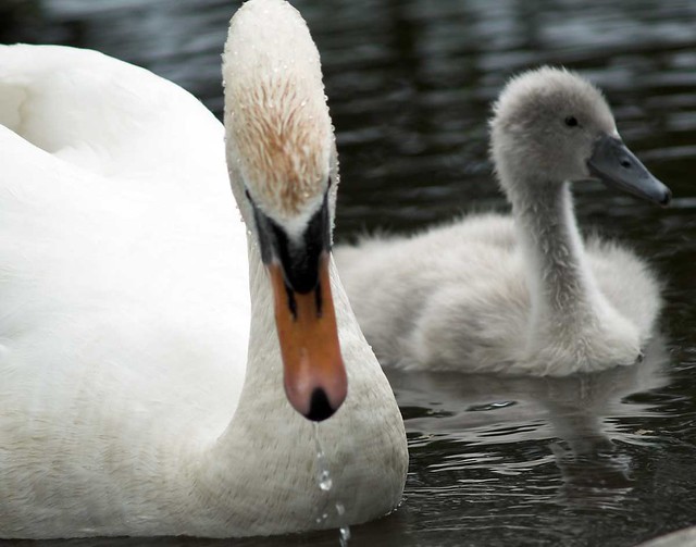 Swan And Cygnet