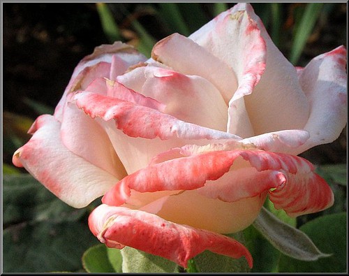flowers roses españa spain