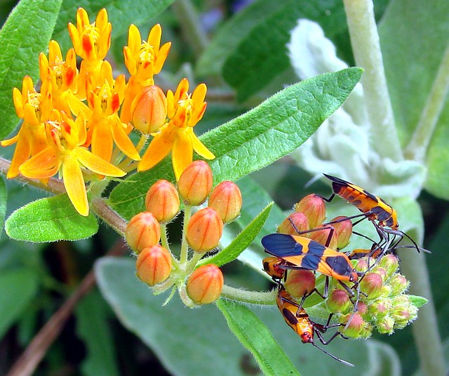 Orange and black insects on butterflyweed