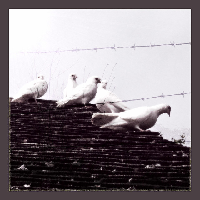 Five Doves behind the wire
