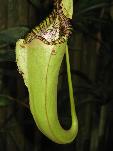 Pitcher plant - The Nepenthes