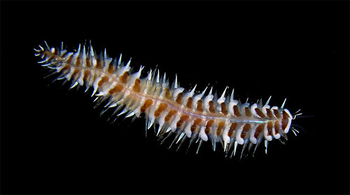 Scale worm (Lepidonotus cf inquilinus), Caribbean coast of Panama by Arthur Anker