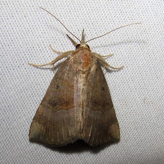 8447 Gray-edged Hypena, Hypena madefactalis 21 mm long IMG… | Flickr