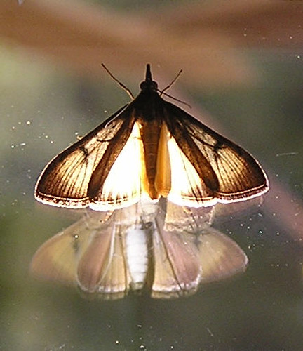 illuminated moth