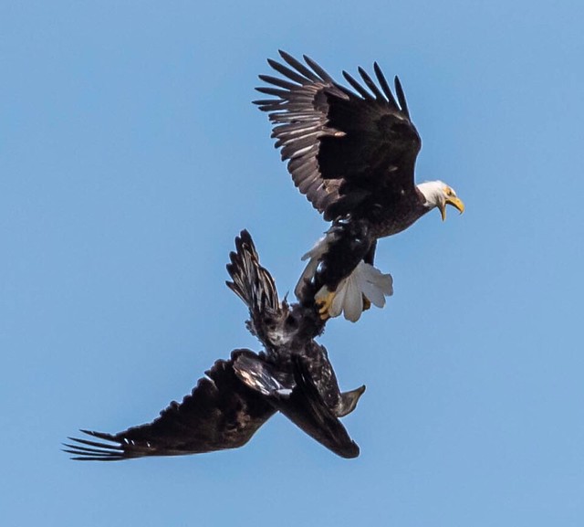 Eagle fight (2)