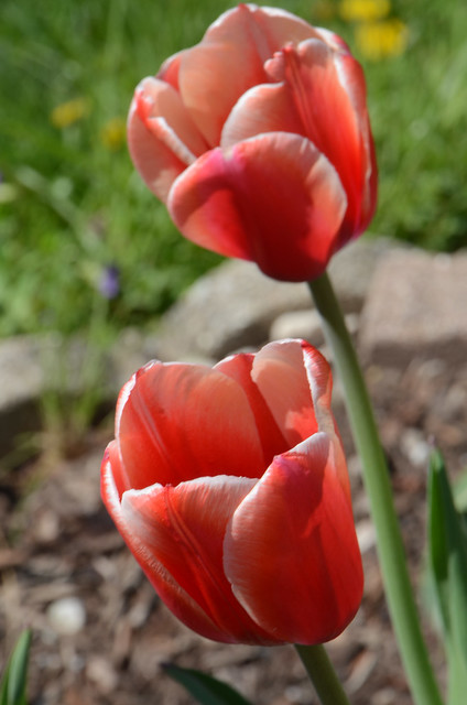 Two Red and White Tipped Tulips, May 5, 2018 test 6 full
