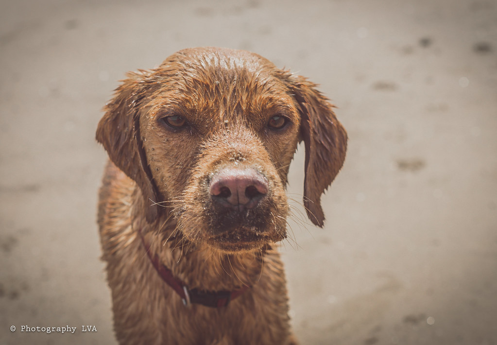 Copper, 2 Year old Fox Red Labrador, Filey Beach, North Yorkshire, Uk.