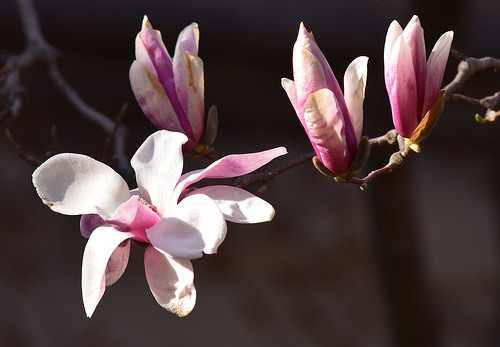 Magnolia close up