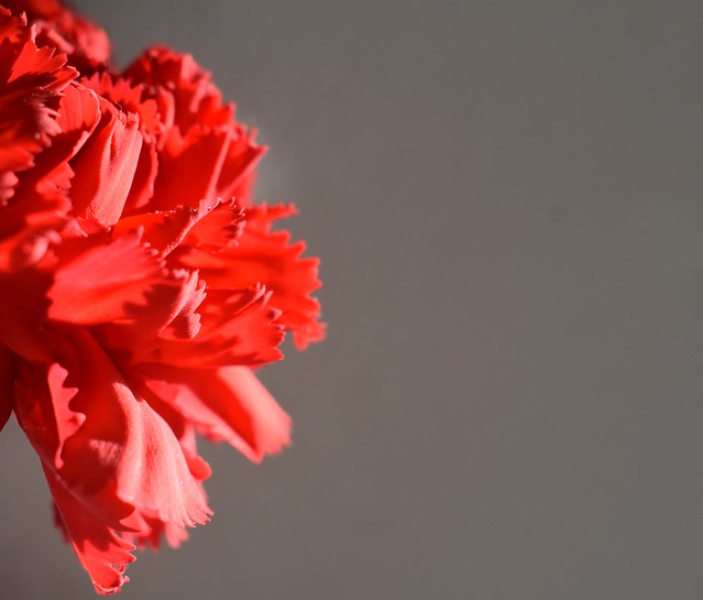 Peeping red carnation