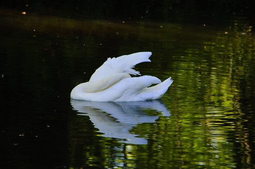 Contortion: swan preening