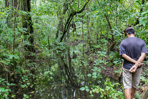 ujung kulon rainy season flood water reflection forest rainforest jungle trail wet sumur banten indonesia