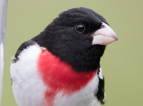 Rose-breasted Grosbeak