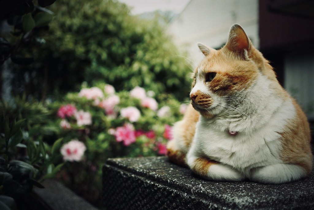 お隣の猫 | nor 214 | Flickr
