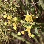 Euphorbia burmannii (Euphorbiaceae)
