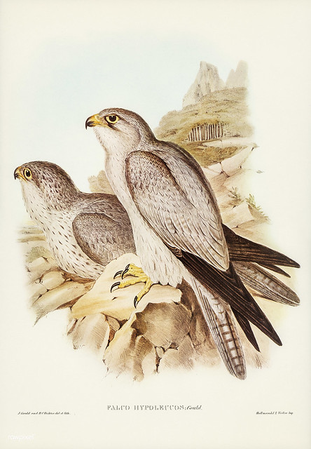Falco Hypoleucus, Gould ( Gray falcon) Illustrated by Elizabeth Gould (1804–1841) for John Gould’s (1804-1881) Birds of Australia (1972 Edition, 8 volumes). One of the most celebrated publications on Ornithology worldwide, Birds of Australia introduced mo