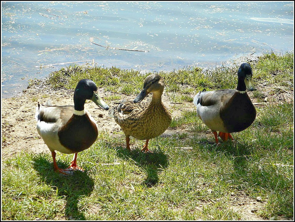Three Inquisitive Ducks ..