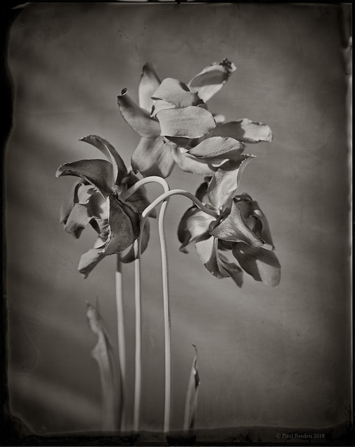 Sarracenia.glass.neg.02.jpg