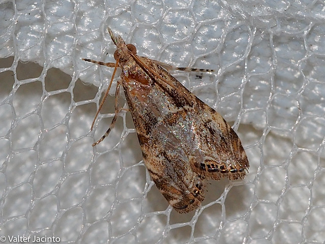 Borboleta Noturna // Moth (Euchromius cambridgei)