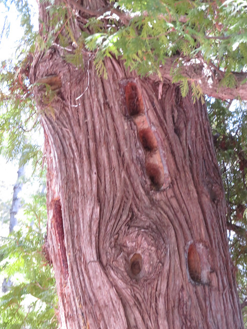 Woodpecker holes in a tree trunk