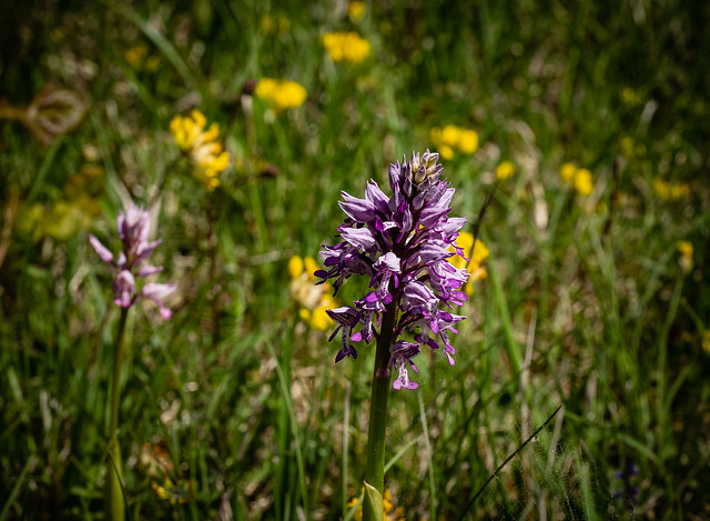 Black forest wild orchid 1