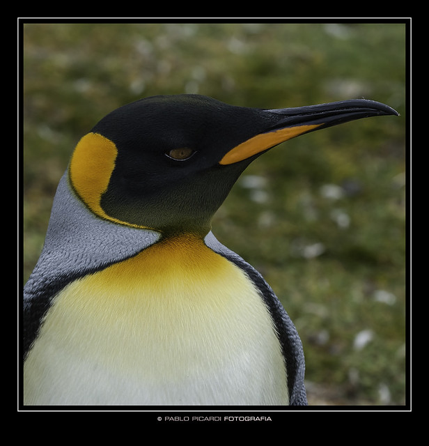 king penguin - Pingüino Rey - IslasMalvinas - Argentina