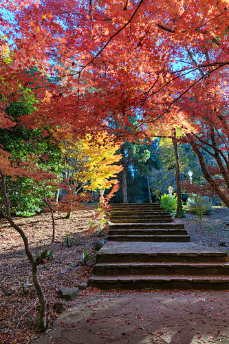 acersteps australia autumn bluemountains breenholdgardens fall gardens green japanesemaple landscape leaves mountwilson mtwilson newsouthwales nsw orange path red steps trees ig