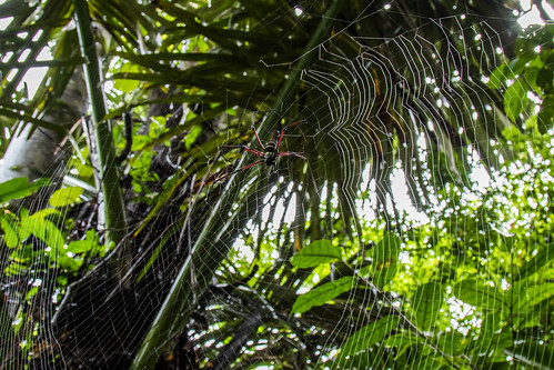 animal arthropod arachnid spider spiderweb silk glisten rainforest jungle sumur banten indonesia