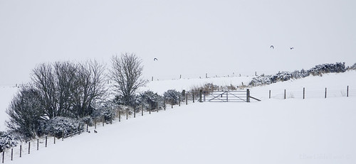 elisafox22 sony rx10iii fencedfriday hff fencefriday fence fenceposts field gate snow snowing barbedwire fields rabbits birds sky outdoors winter view scotland aberdeenshire elisaliddell©2018