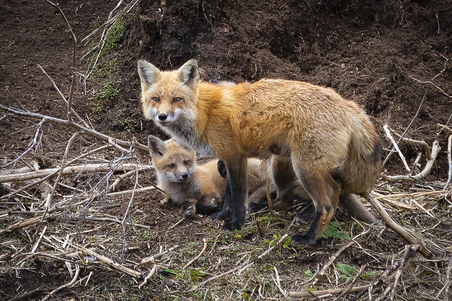 Maman renard et ses renardeaux