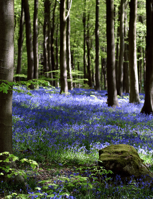 Wiltshire Bluebells